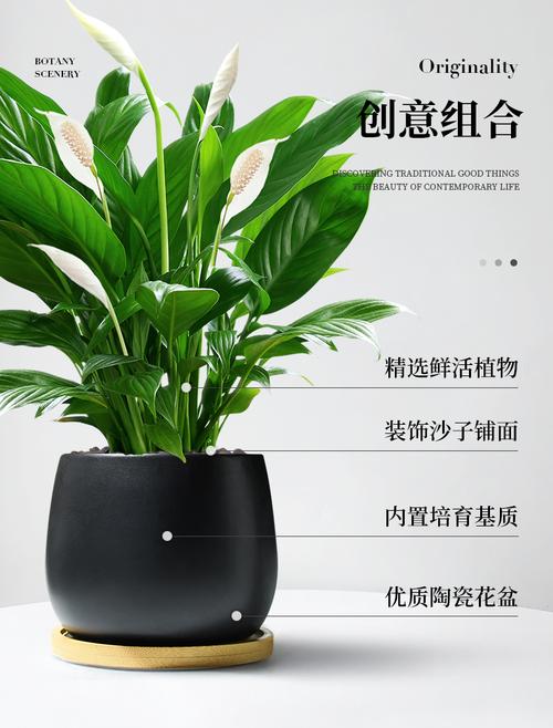 一帆风顺品种怎么区分-图2 一帆风顺品种怎么区分-图2