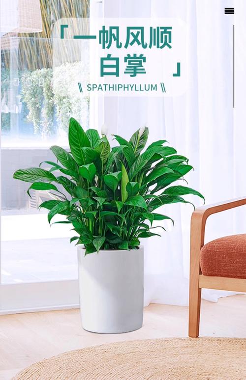 一帆风顺品种怎么区分-图1 一帆风顺品种怎么区分-图1