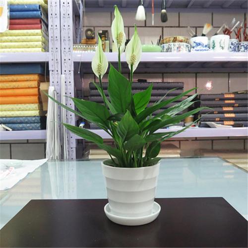 一帆风顺品种怎么区分-图3 一帆风顺品种怎么区分-图3