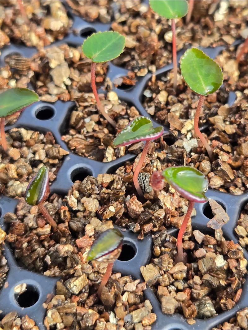 仙客来病害栽培技术是-图1 仙客来病害栽培技术是-图1