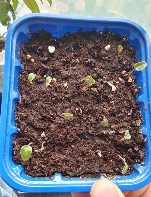 仙客来病害栽培技术是-图2 仙客来病害栽培技术是-图2