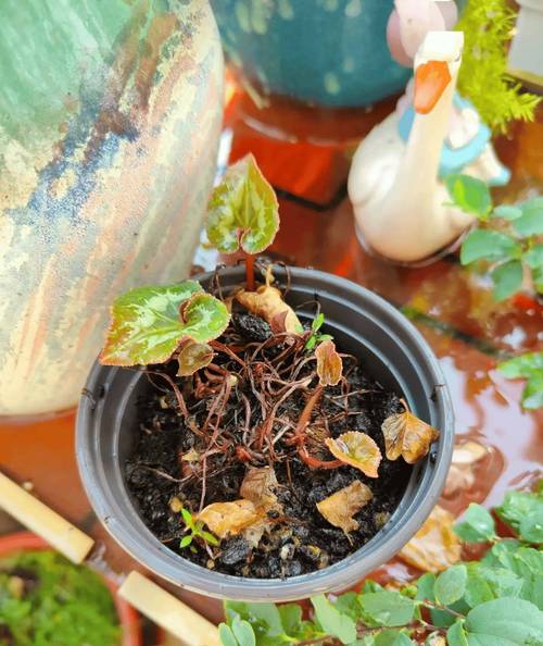 仙客来病害栽培技术是-图3 仙客来病害栽培技术是-图3