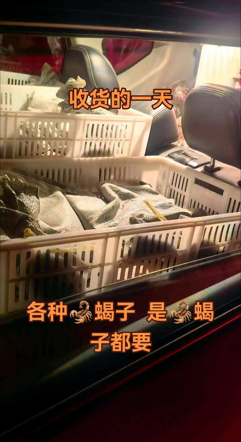 2025年蝎子价格会涨还是跌?-图1 2025年蝎子价格会涨还是跌?-图1