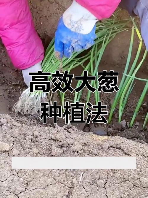 大葱冬天大棚种植技术-图2 大葱冬天大棚种植技术-图2