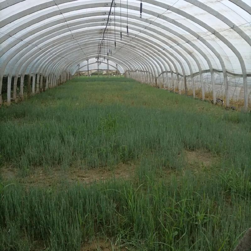 大葱冬天大棚种植技术-图1 大葱冬天大棚种植技术-图1