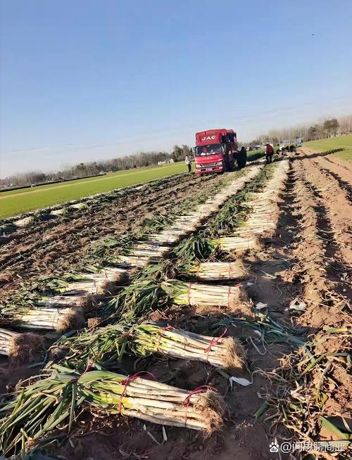 大葱冬天大棚种植技术-图3