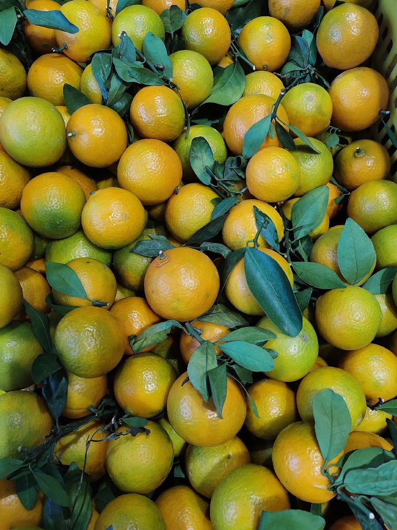 皇帝柑是水果新品种吗?-图2 皇帝柑是水果新品种吗?-图2