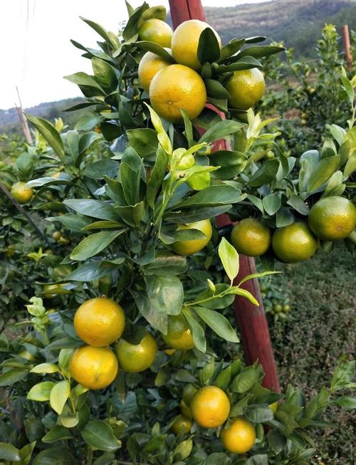 皇帝柑是水果新品种吗?-图1 皇帝柑是水果新品种吗?-图1