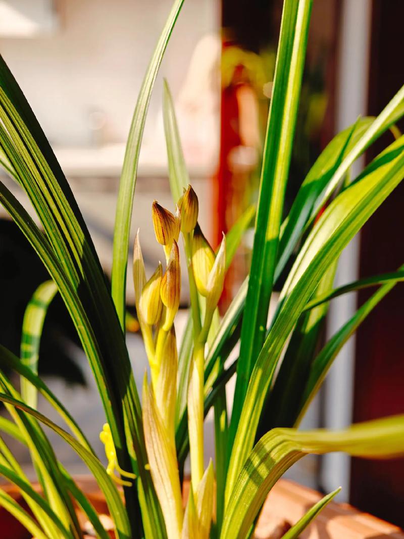 四川出什么品种的兰花-图1 四川出什么品种的兰花-图1