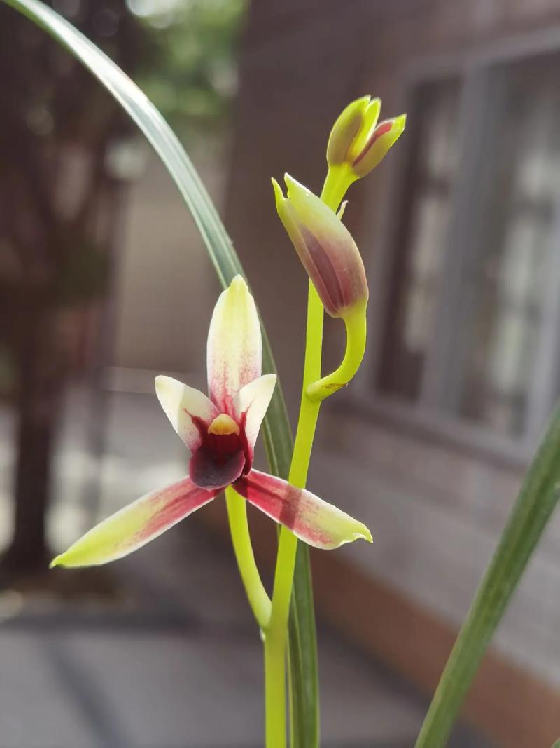 四川出什么品种的兰花-图3 四川出什么品种的兰花-图3