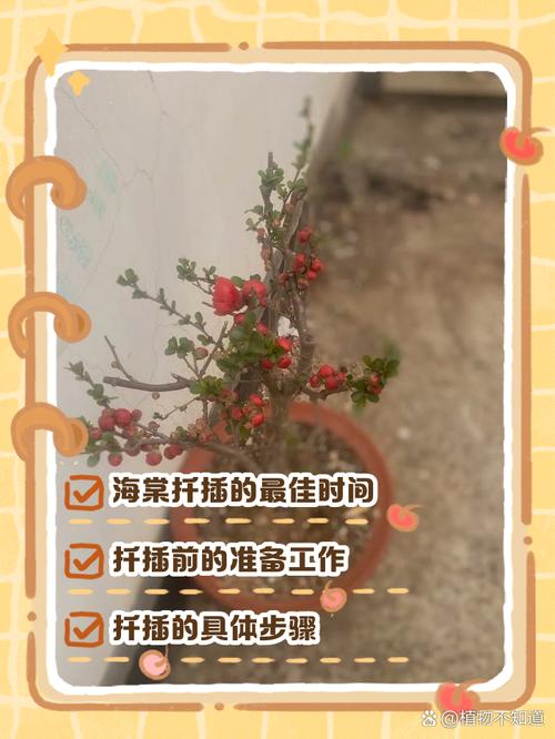 十二一重海棠扦插技术-图1