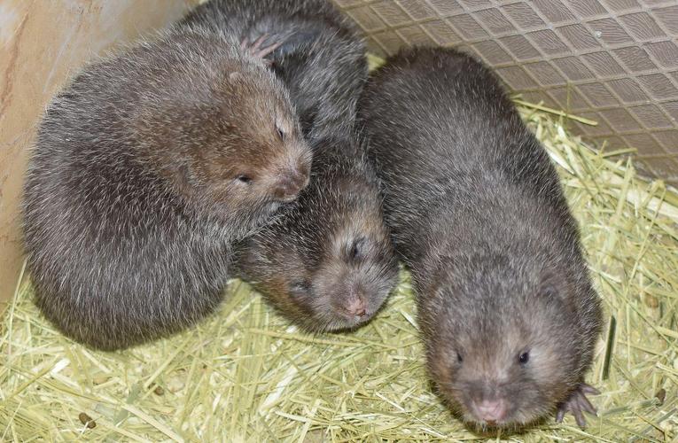 竹鼠品种主要有哪些?-图2 竹鼠品种主要有哪些?-图2