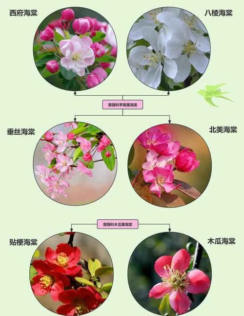 海棠花品种有哪些?大图详解看这里。-图3 海棠花品种有哪些?大图详解看这里。-图3