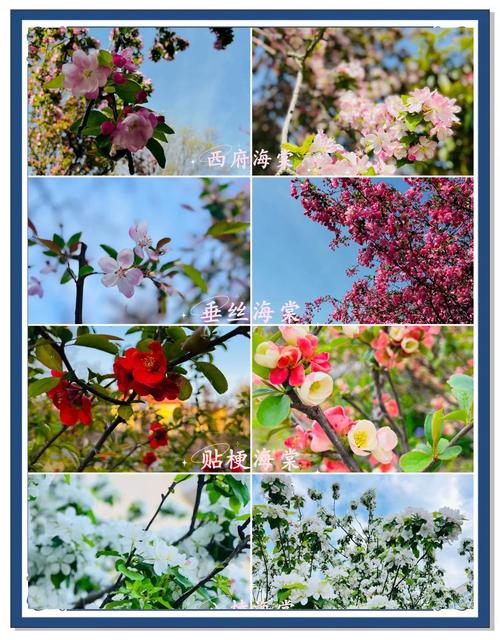 海棠花品种有哪些？大图详解看这里。-图2