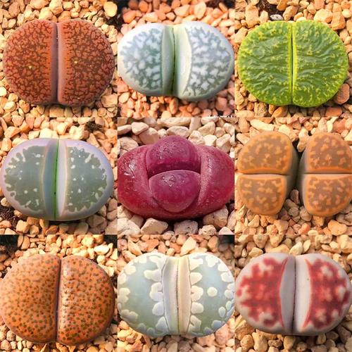 生石花哪些品种算贵货？-图2