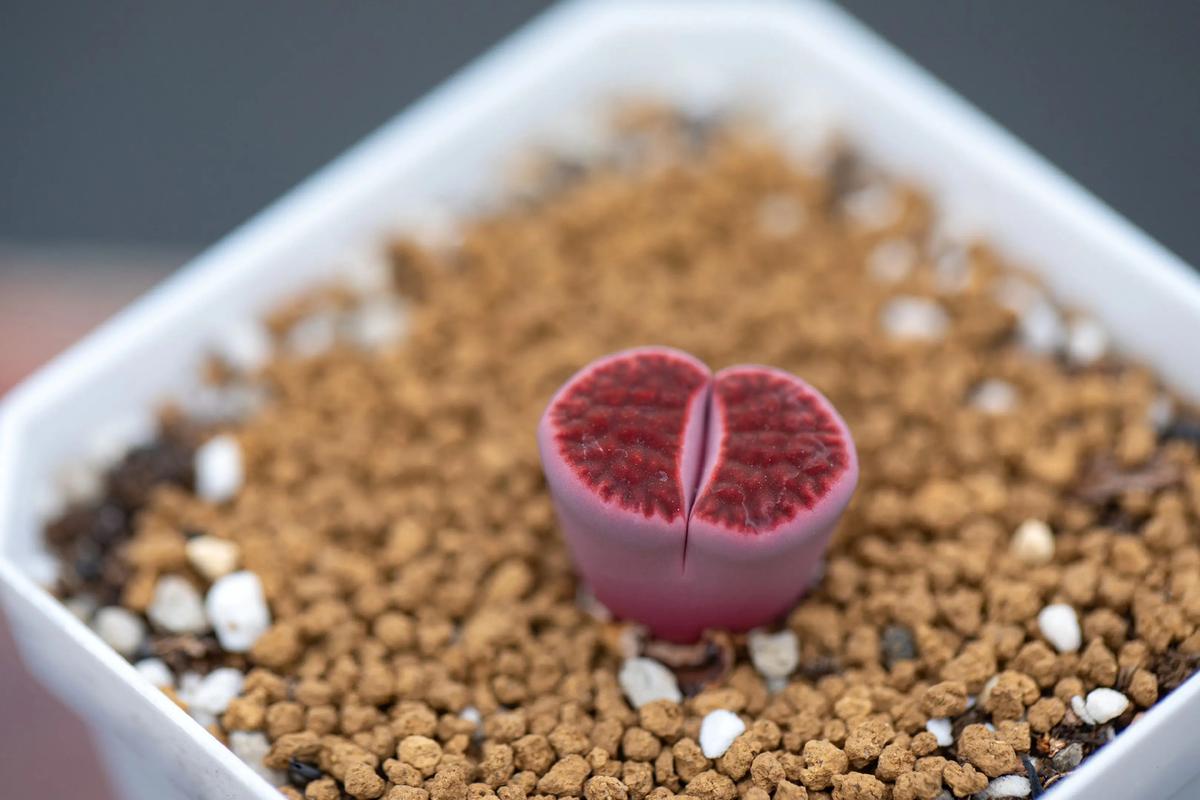 生石花哪些品种算贵货？-图3