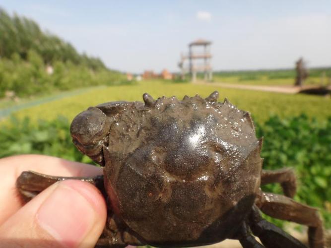 最新家庭养殖河蟹技术,关键难点有哪些?-图3 最新家庭养殖河蟹技术,关键难点有哪些?-图3