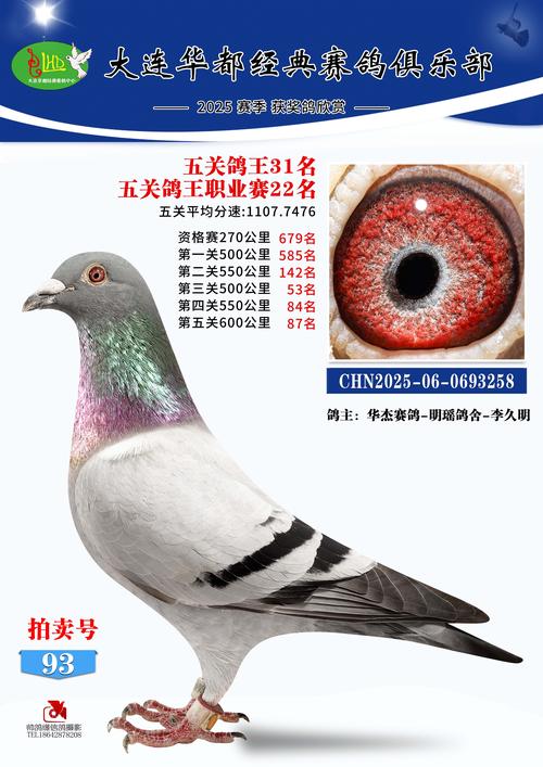 2025年养殖肉鸽价格会涨还是会跌?-图1 2025年养殖肉鸽价格会涨还是会跌?-图1