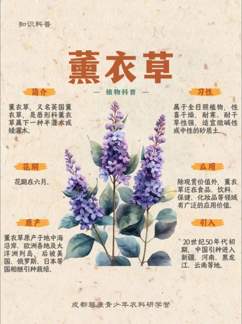 薰衣草怎么种？附图片看种植技巧？-图2