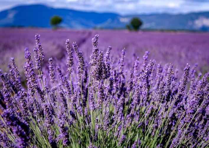 薰衣草怎么种？附图片看种植技巧？-图3