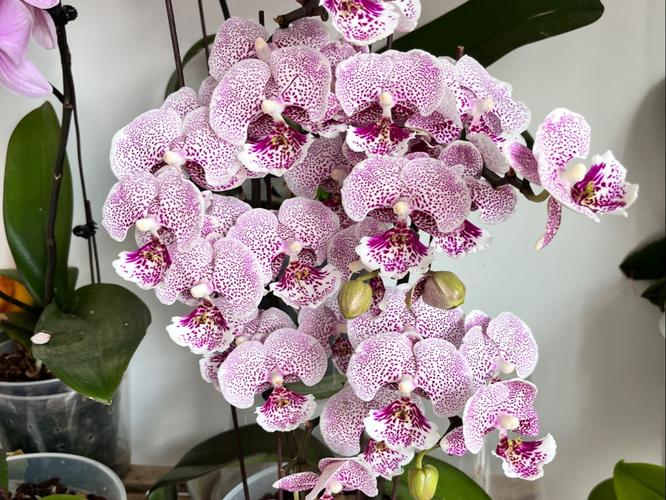 哪些蝴蝶兰品种开花量最多?-图1 哪些蝴蝶兰品种开花量最多?-图1