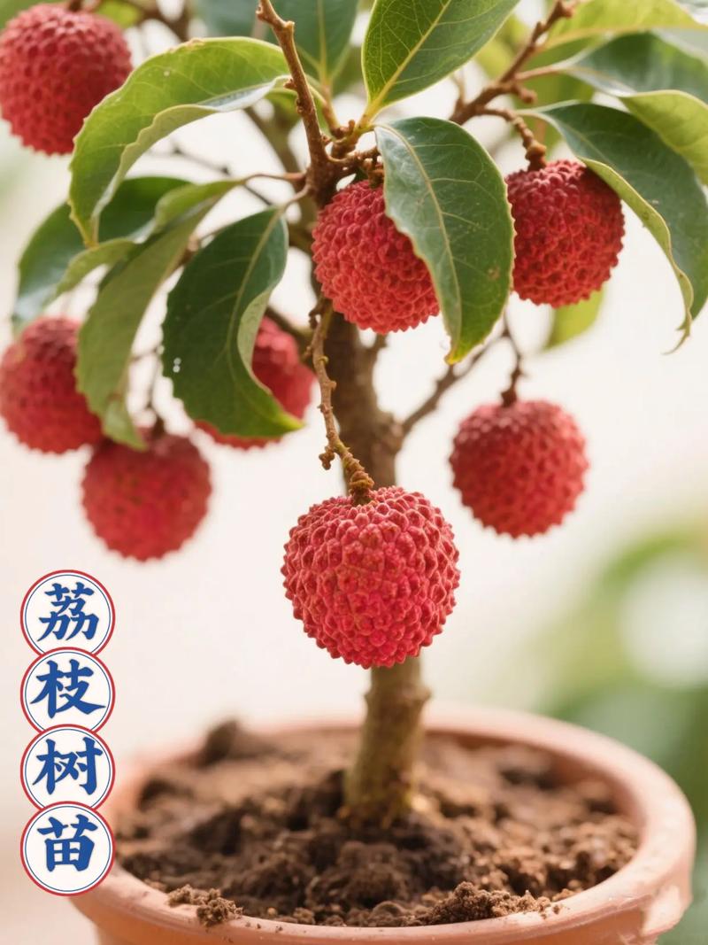 荔枝优质高效栽培技术有哪些关键要点？-图3