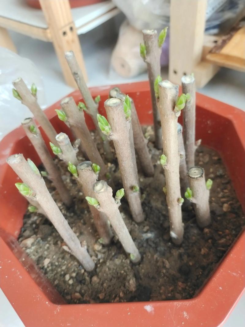 腊梅扦插视频教程,新手能学会吗?-图1 腊梅扦插视频教程,新手能学会吗?-图1