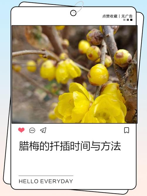 腊梅扦插视频教程,新手能学会吗?-图2 腊梅扦插视频教程,新手能学会吗?-图2