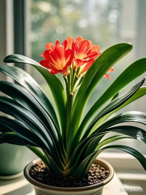 长叶君子兰有哪些品种？-图3