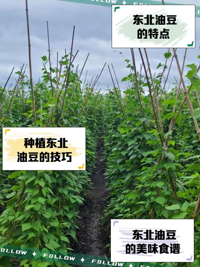 油豆种植技术视频全集-图1