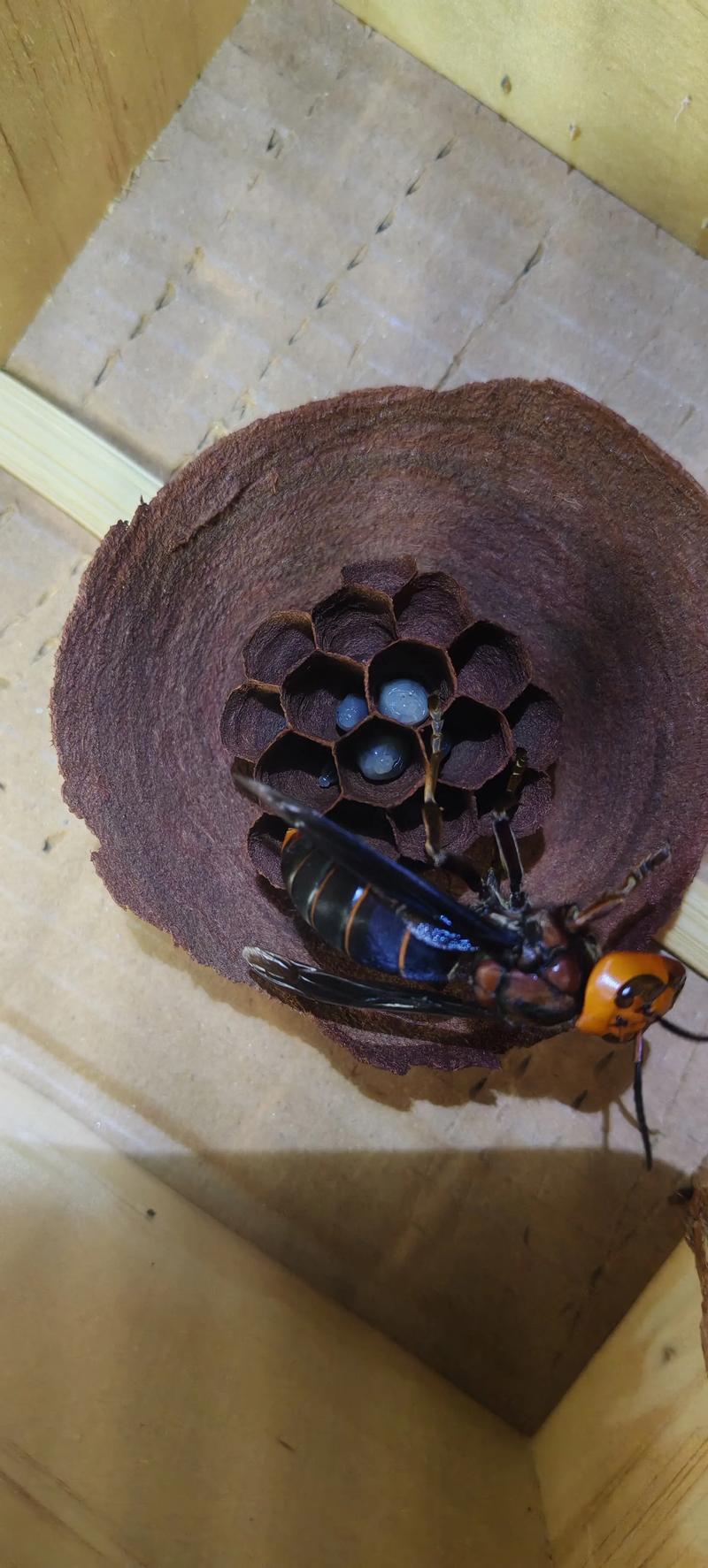 德宏胡蜂养殖技术学校-图2 德宏胡蜂养殖技术学校-图2