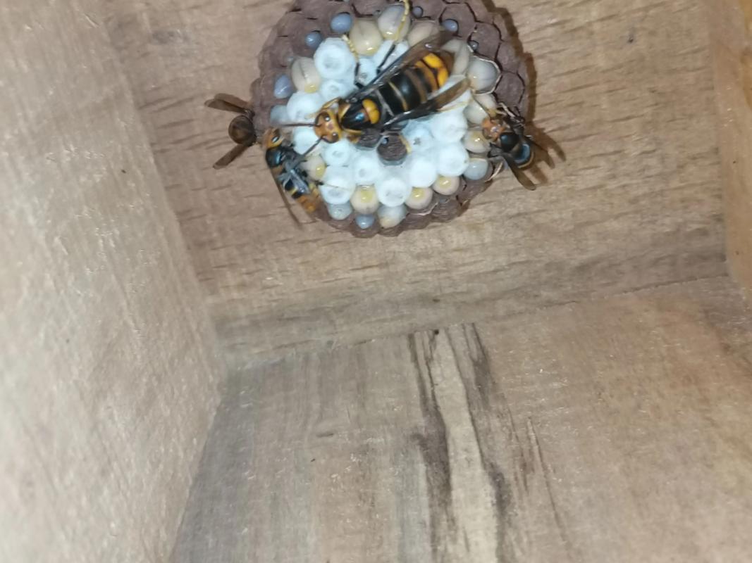 德宏胡蜂养殖技术学校-图1 德宏胡蜂养殖技术学校-图1