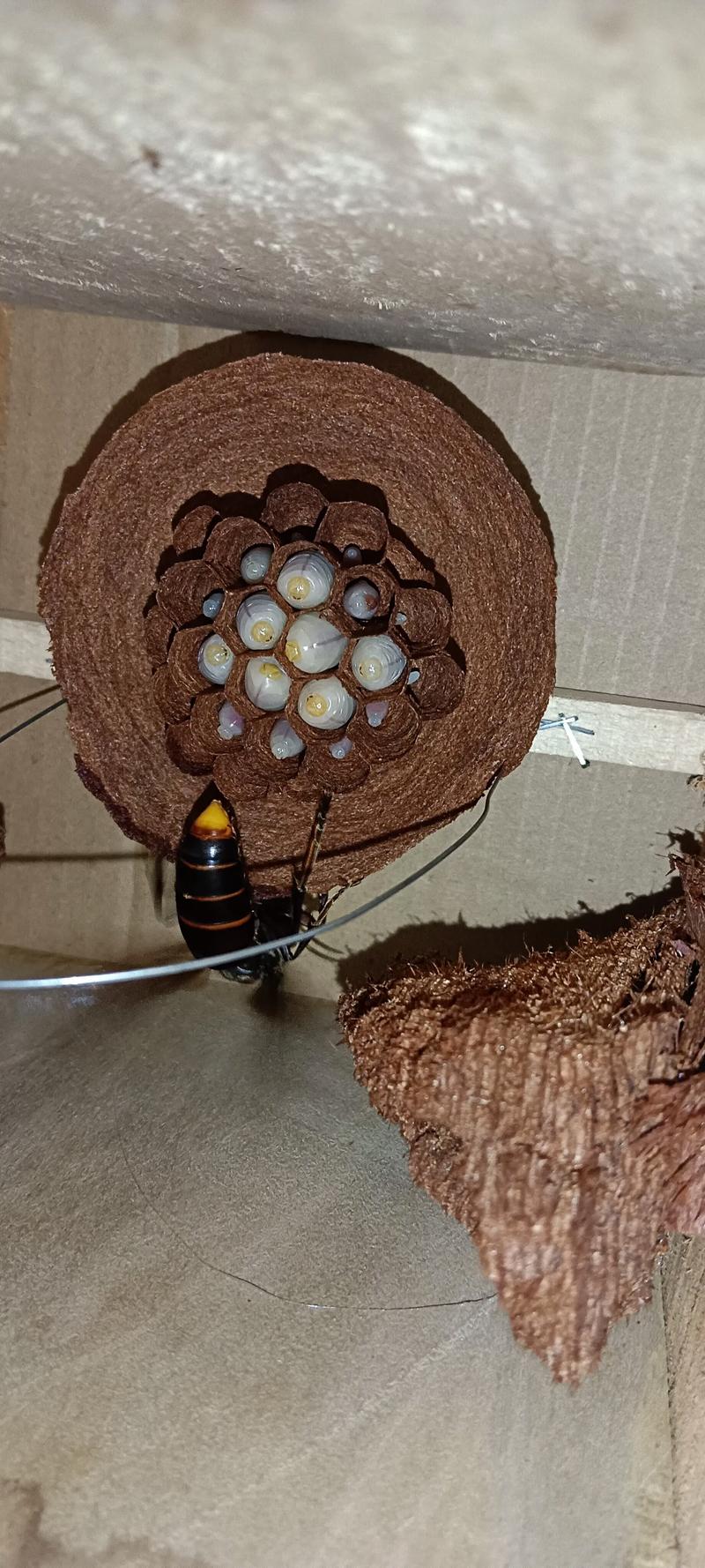 德宏胡蜂养殖技术学校-图3 德宏胡蜂养殖技术学校-图3