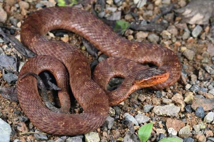 黑龙江养蛇的主要品种-图2