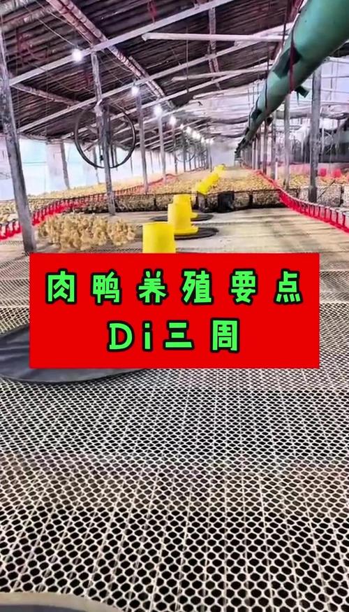 鸭子养殖技术管理要点-图2