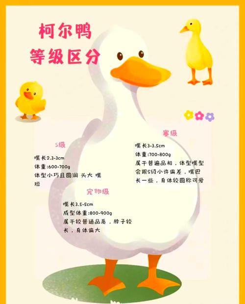 鸭子养殖技术管理要点-图3