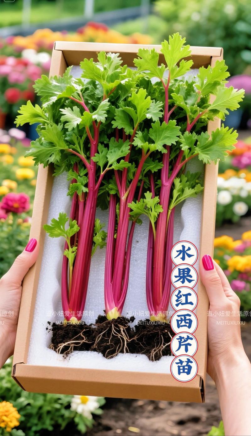 红芹菜种植技术视频关键步骤有哪些?-图2 红芹菜种植技术视频关键步骤有哪些?-图2