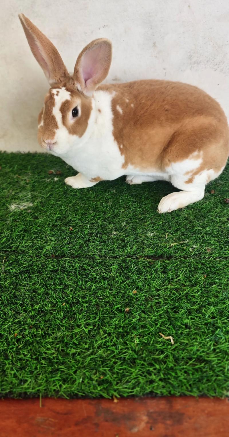 獭兔2025年价格会涨还是跌?-图1 獭兔2025年价格会涨还是跌?-图1