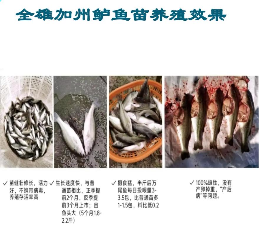 加州鲈鱼养殖关键技术有哪些？-图3
