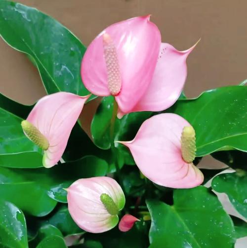 粉掌花哪个品种颜色最深？-图2