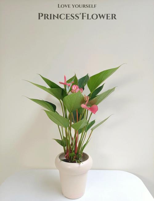 粉掌花哪个品种颜色最深？-图1