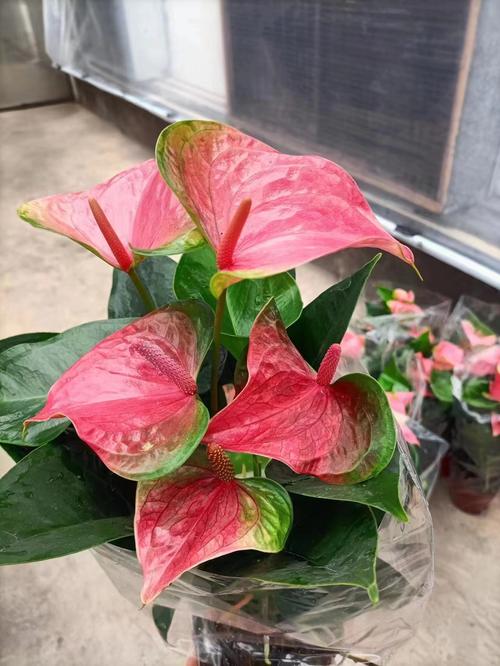 粉掌花哪个品种颜色最深？-图3