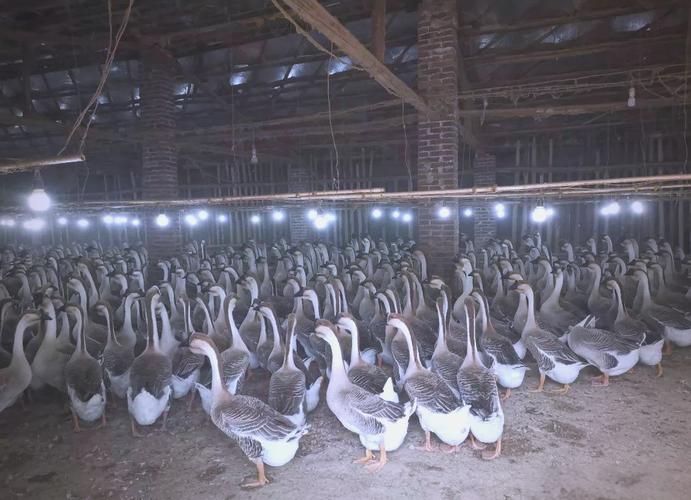 鹅反季繁殖技术如何突破自然限制?-图1 鹅反季繁殖技术如何突破自然限制?-图1