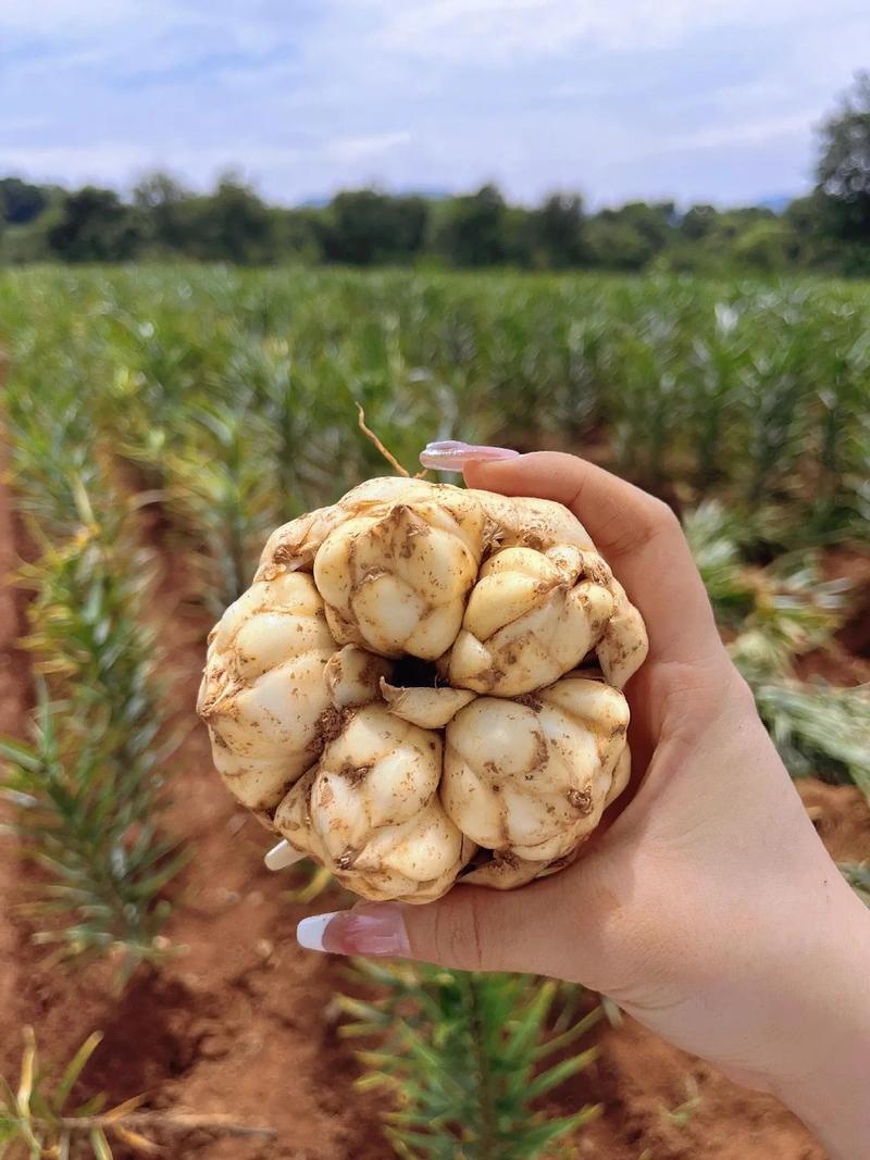 哪种百合品种口感最佳？-图3