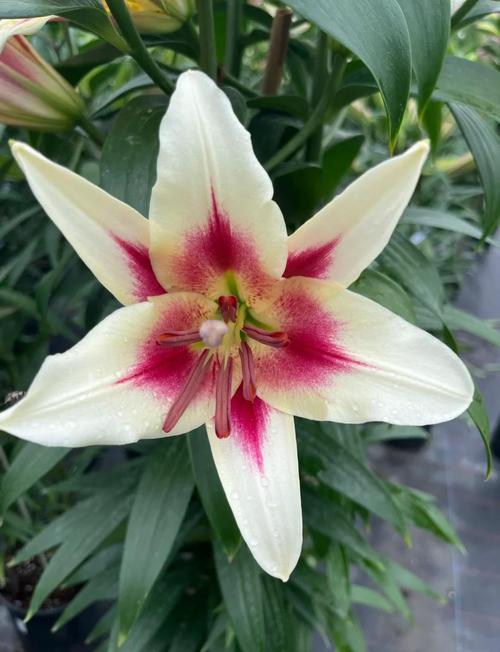 哪种百合品种口感最佳?-图2 哪种百合品种口感最佳?-图2