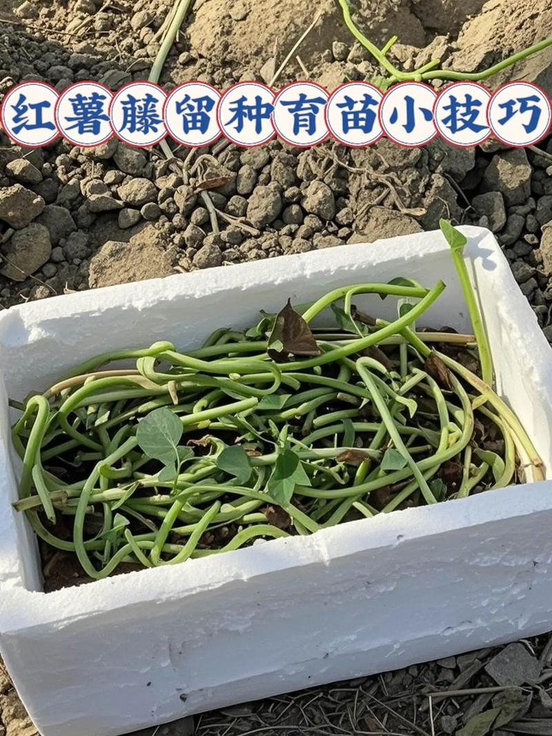 红薯育苗视频教程，关键技术有哪些？-图2