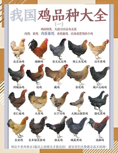 蛋鸡养殖技术要点有哪些?-图2 蛋鸡养殖技术要点有哪些?-图2