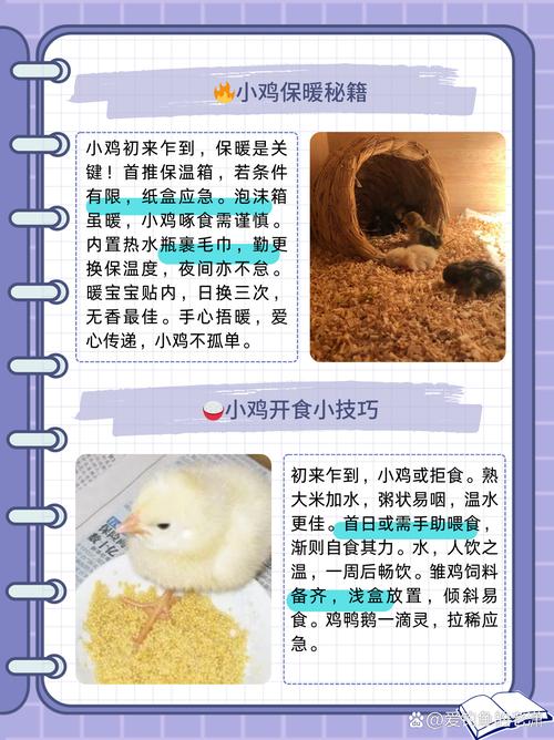 蛋鸡养殖技术要点有哪些?-图1 蛋鸡养殖技术要点有哪些?-图1