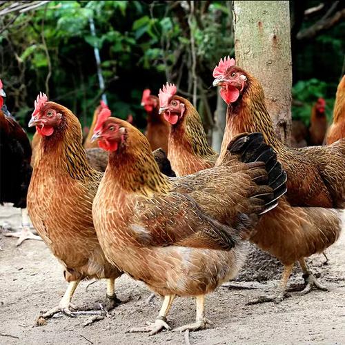 湖南山鸡养殖技术大全-图2 湖南山鸡养殖技术大全-图2