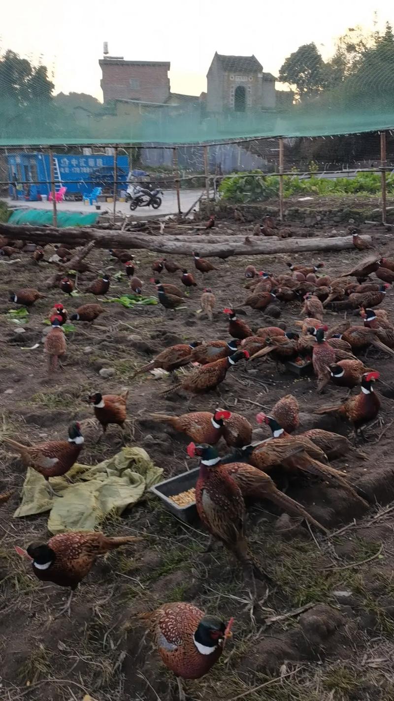 湖南山鸡养殖技术大全-图1 湖南山鸡养殖技术大全-图1